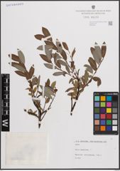 Foto von Salix daphnoides Vill.